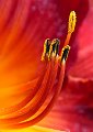 389 - day lily stamen - KILLEN ROY Roy - australia